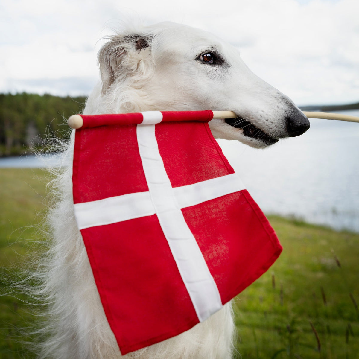 Hurraflag med Dannebrog i flagdug, enkeltvis eller 3-pak